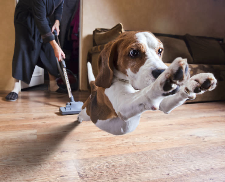 How to Get Your Dog To Listen To You Around Anything (Even Vacuum Cleaners)