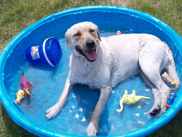 How to Keep Your Dog Cool During the Summer Months
