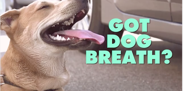 The 5 Life Hacks Every Dog Owner Needs To Know
