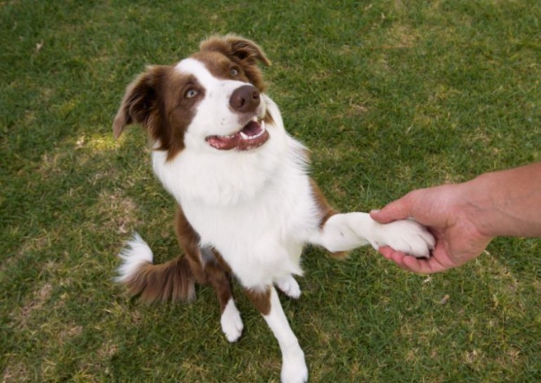 The Three Tricks Every Dog Must Know