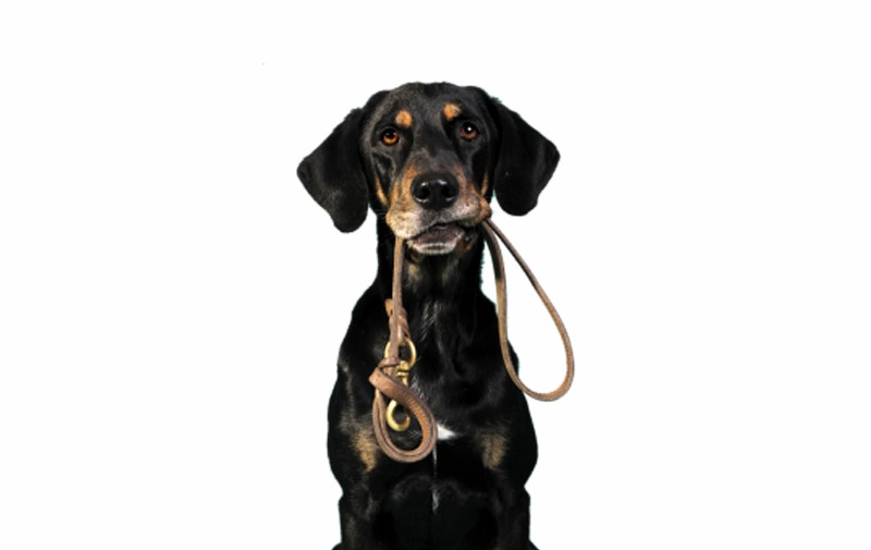 Loose Leash Walking Inside