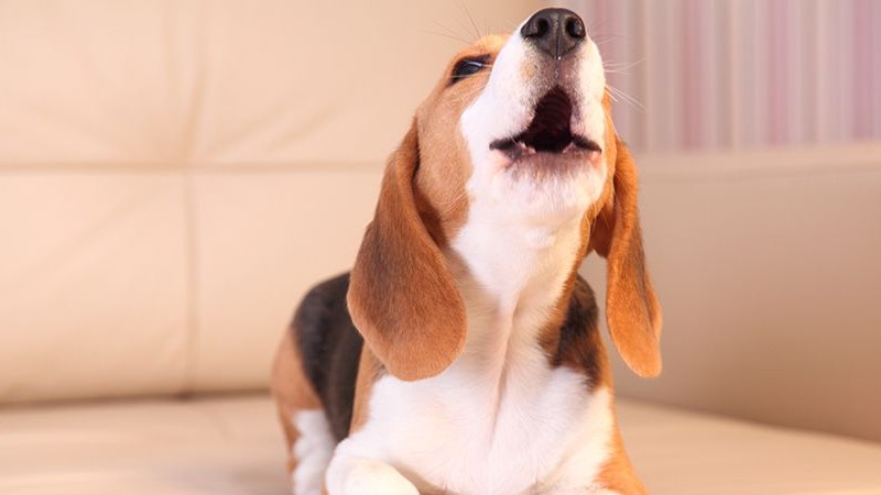 A Unique Take on Training Your Dog How To Stop Barking