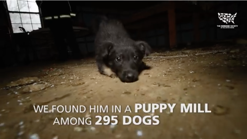 Disabled Puppy Fighting To Walk Two Days After Being Rescued From Puppy Mill Will Give You The Feels