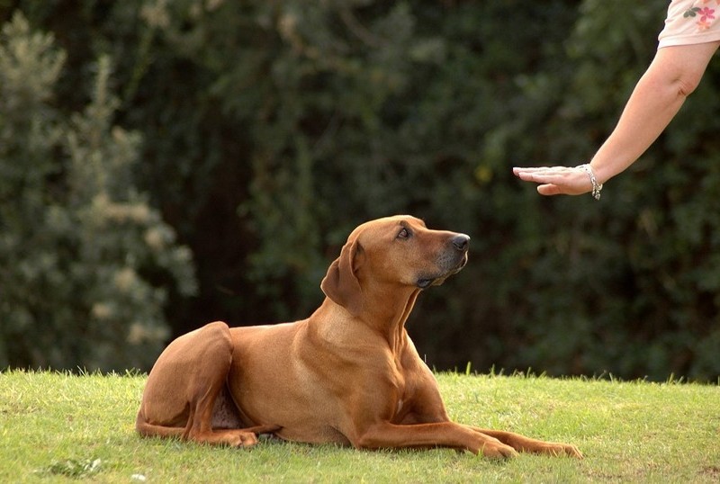 What Makes a Dog Aggressive?