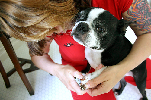 Clicker Training During Nail Clipping