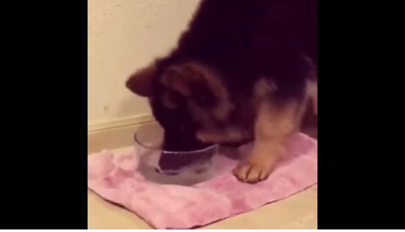 German Shepherd Puppy Discovers Water For The First Time