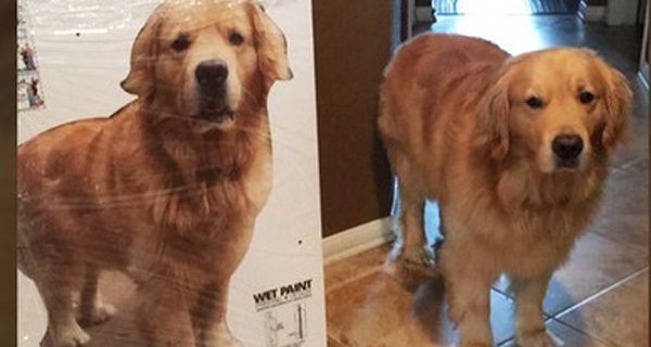 Mom Makes Adorable Cutout of Family Dog To Send Son Off to College