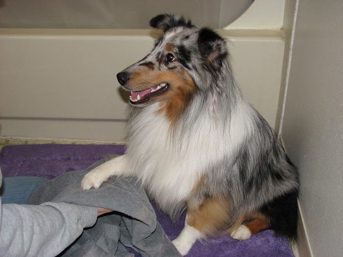 Dog Trick Tutorial: “Clean Your Paws!”