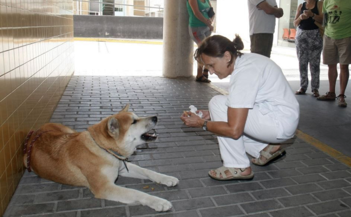 Loyal Dog Patiently Waits Outside Hospital For Sick Owner