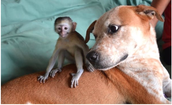 Adorable Pup Rescued From Death Row, Now Comforts Orphaned Chimpanzee’s