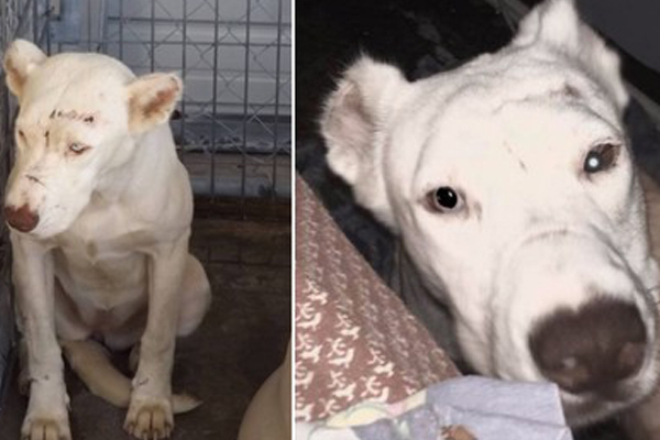 Scared Pup Wakes Up Rescuer In the Middle of the Night To Thank Her
