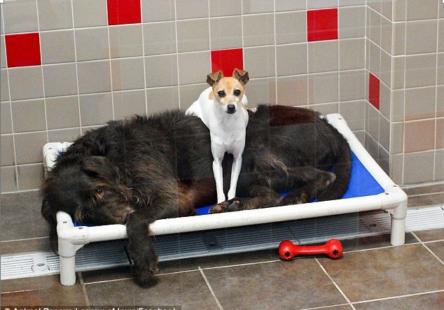 Doggie Brothers Found Cuddling Each Other For Comfort at Shelter, Finally Find Forever Home TOGETHER