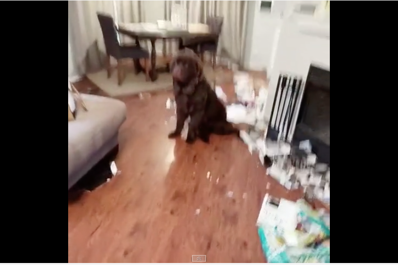 Watch: Adorable Newfoundland Pup Makes a Mess to Get Mom’s Attention