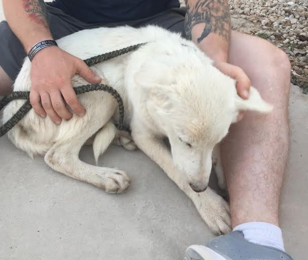 Army Vet Goes on Undercover Mission to Save Street Dog Trapped in The Middle East