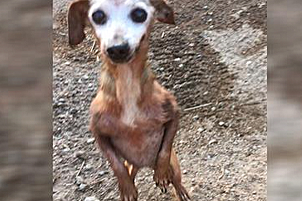 Tiny Little Pup Living In The Middle Of The Freeway Thought Help Might Never Arrive