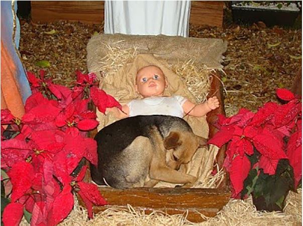 Stray Puppy With Nowhere To Go, Finds Solace in Nativity Scene’s Manger