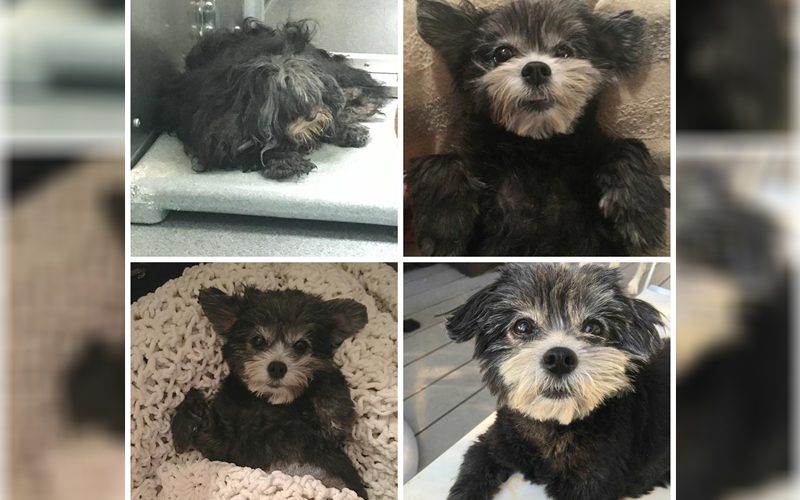 Adorable Pup Rescued From Shelter Finally Finds Forever Home, Gets First Haircut