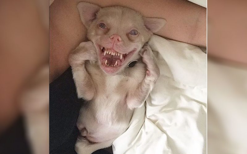 Adorable Little Dog Has The Slightest Idea That He Looks Just Like a Bat