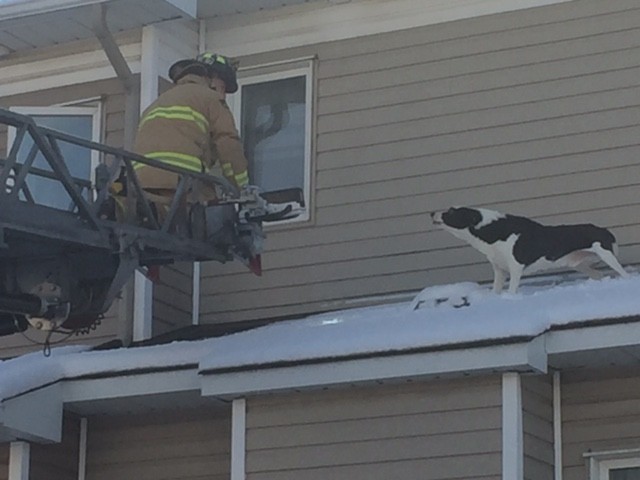 Curious Dog Climbs On The Roof of House All By Himself