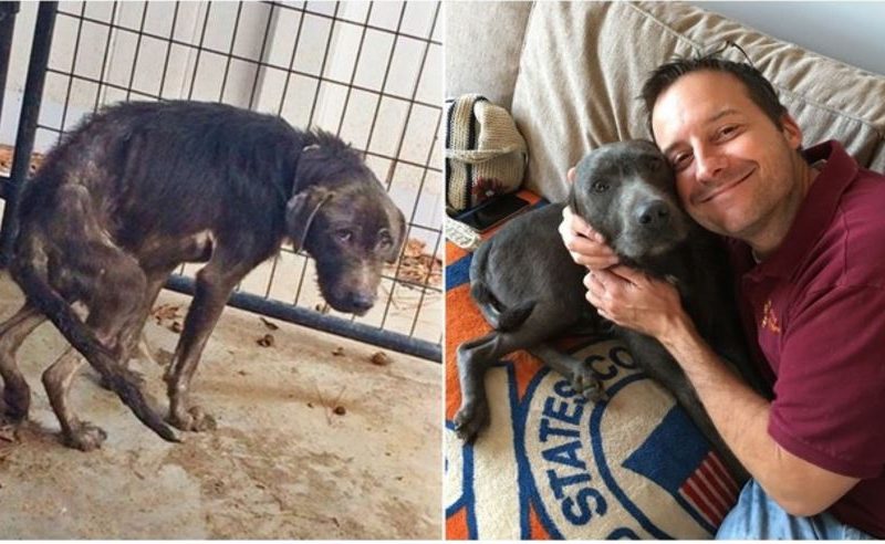 Scared Pup Was Afraid of Men Until He Met The Right One