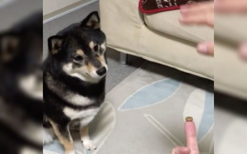 WATCH: Dogs Adorable Reaction to Owner’s Magic Trick Will Leave You Laughing Out Loud
