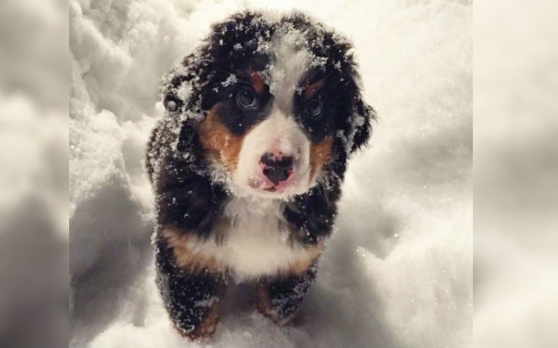 12 Puppies Enjoying The Snow For The Very First Time