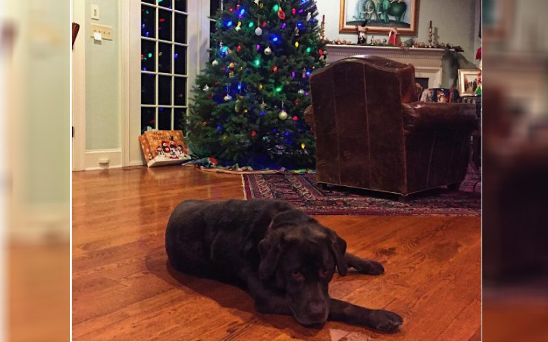 10 Pups Who Can’t Believe Christmas is Over Already