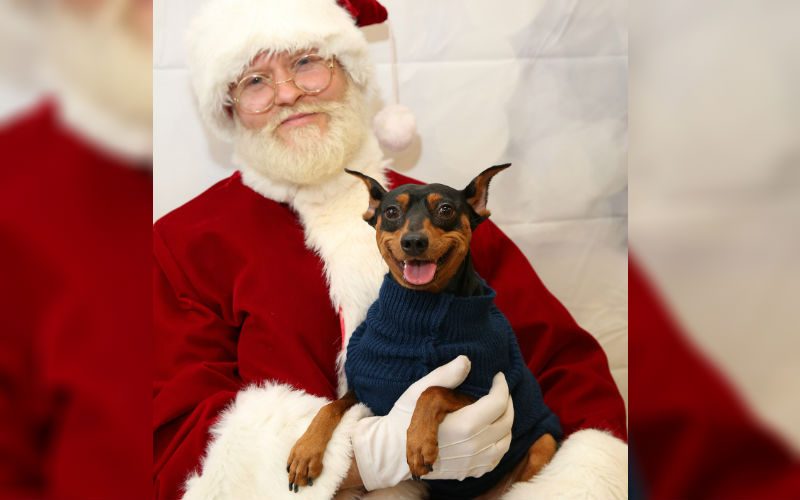 8 Adorable Pets Snuggling Their Way Into Santa’s Arms Will Give You All The Feels