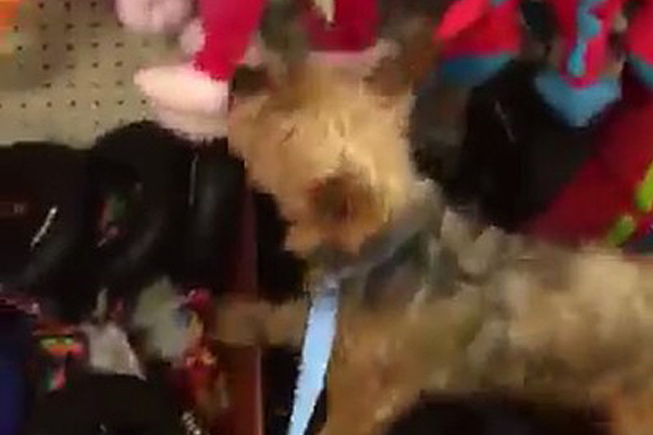 Dog Rescued From Puppy Mill Gets To Pick Out Her Very First Toy