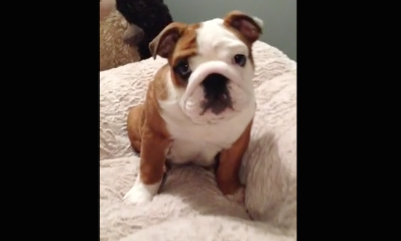 Watch: English Bull Dogs Reaction to Receiving New Bed Is Too Cute For Words