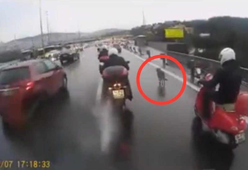 Bikers Unite To Save Dog Stranded On Bridge