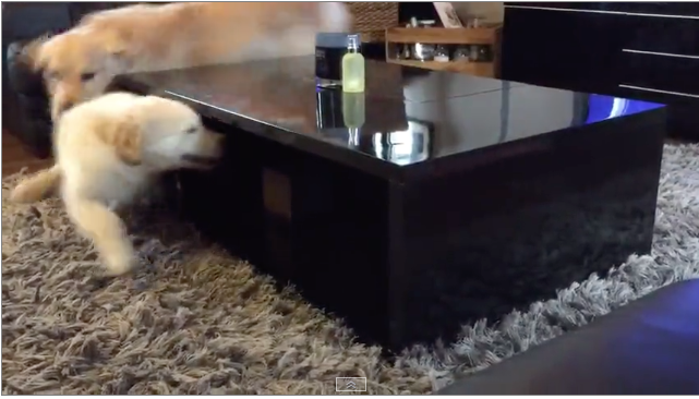 Golden Retriever Outsmarts His Brother in a Game of Hide and Seek