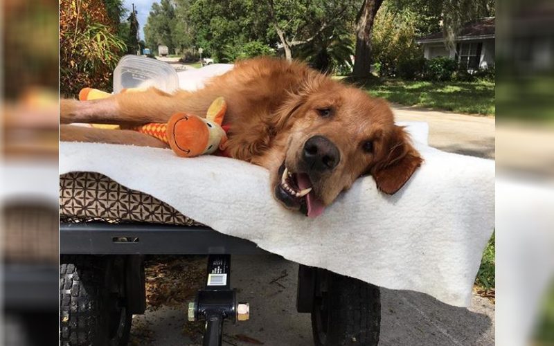 Gravely Ill Dog Who is Too Sick To Sit Up, Loves Going On His Daily Walks