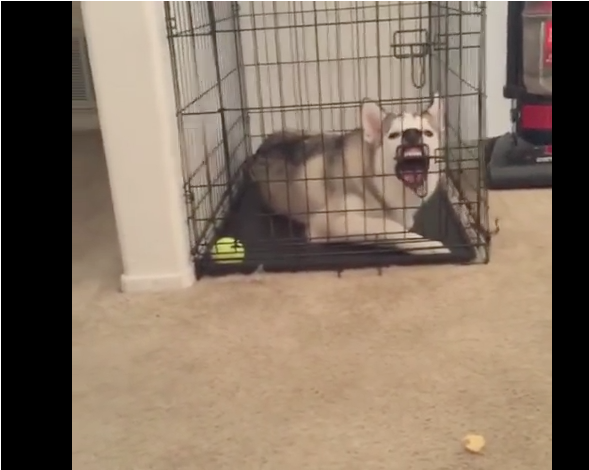 After Caught Destroying the Couch, Dogs Reaction To It all is Just Priceless