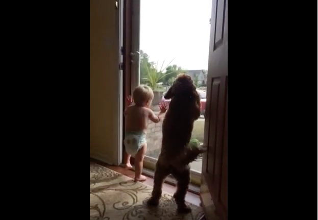 This Toddlers and Dogs Reaction to Daddy Coming Home is Priceless Footage