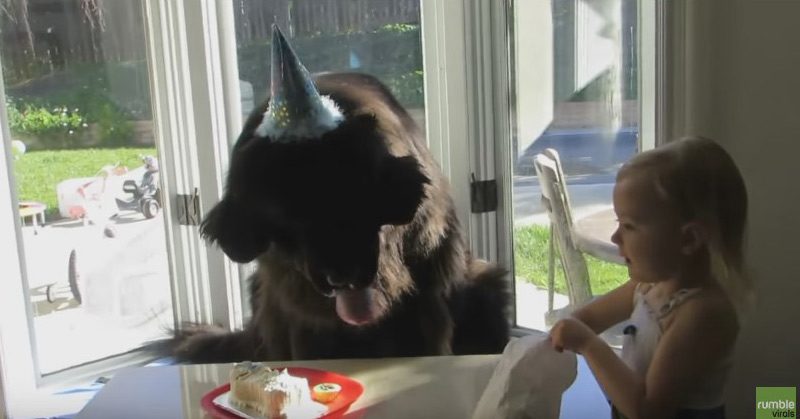 VIDEO: Giant dog celebrates his birthday, The Internet is Melting