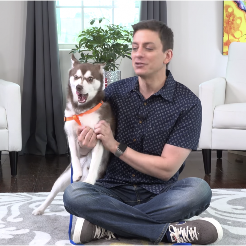 How to Choose the Best Dog for YOU!