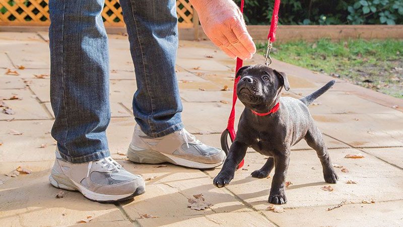 Three Things People Easily Forget When Training Their New Puppies
