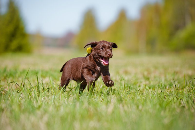 How To Exercise Your Puppy