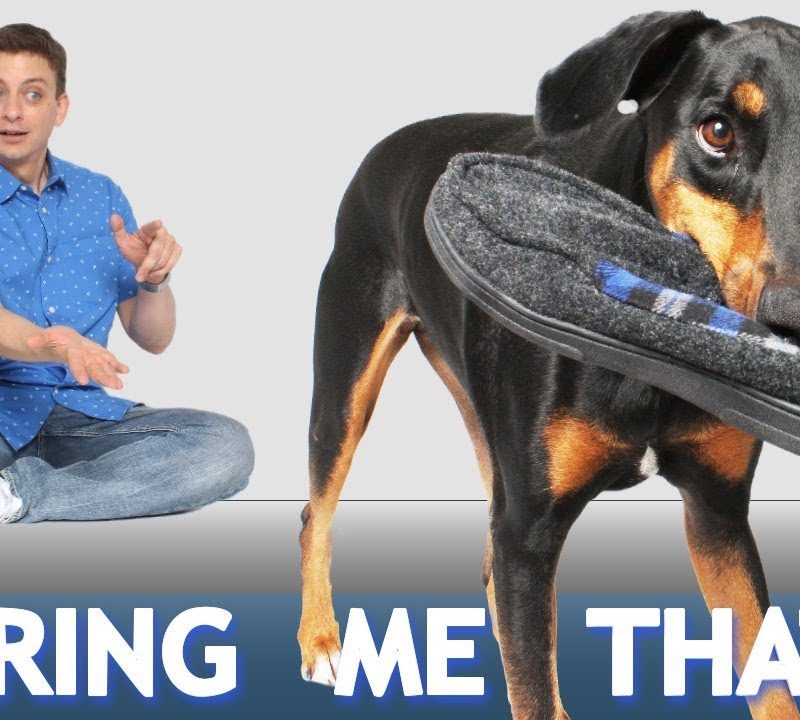 How to Teach Your Dog To Bring You Things