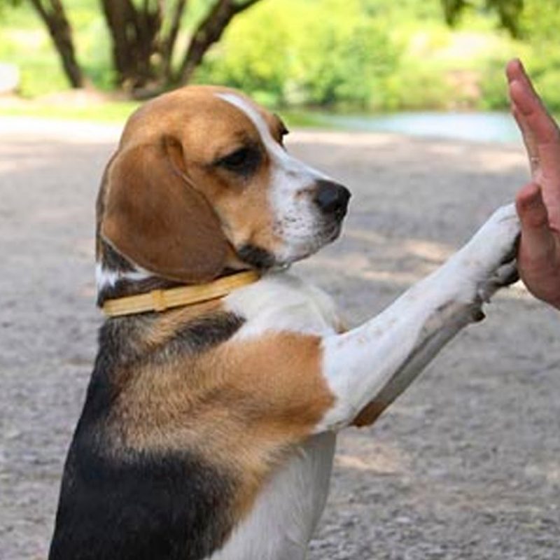 How to Train your Dog 3 Tricks!