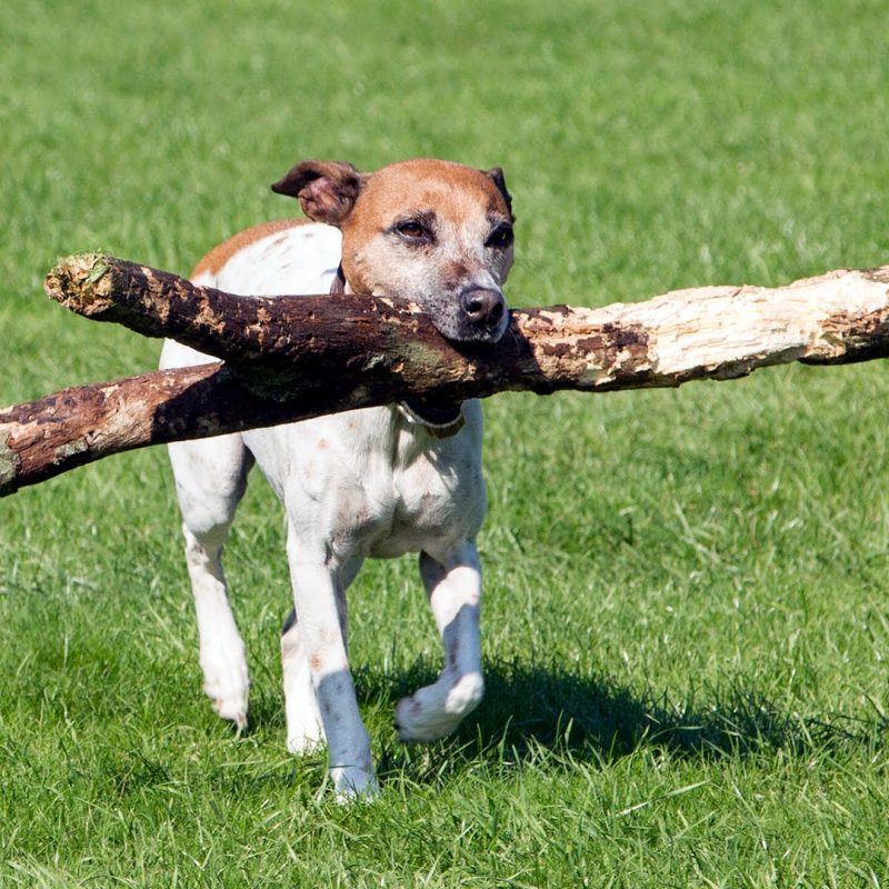 How to Train Your Dog to Play Frisbee!