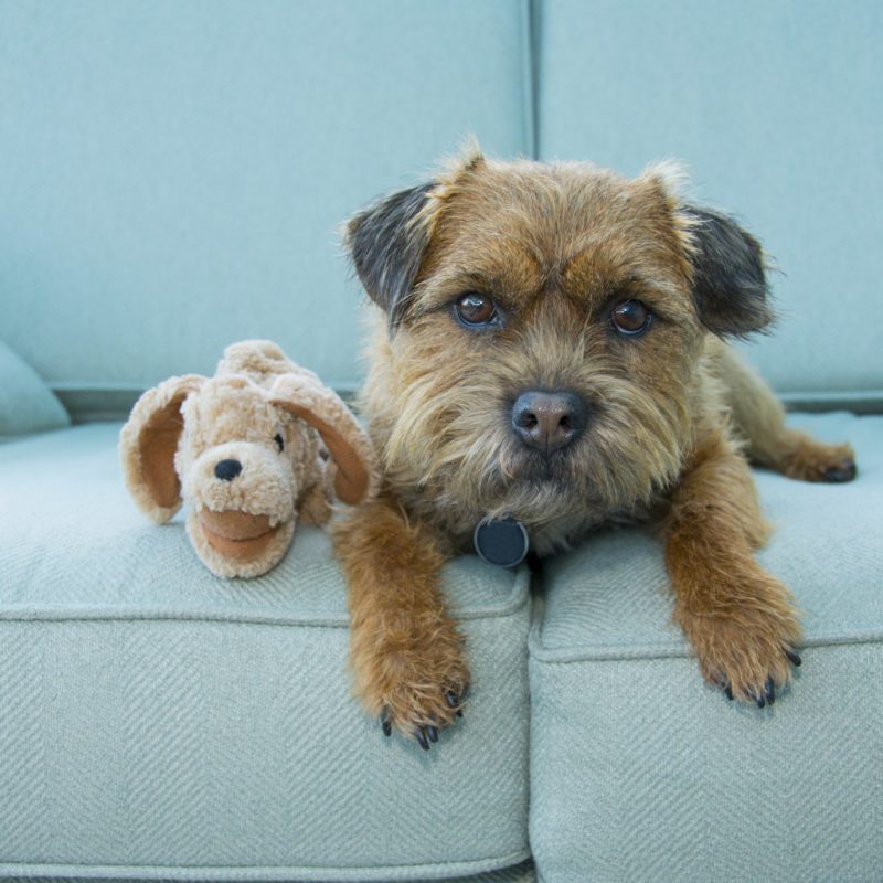 How to Train Your Pup to Stay OFF of the Furniture!