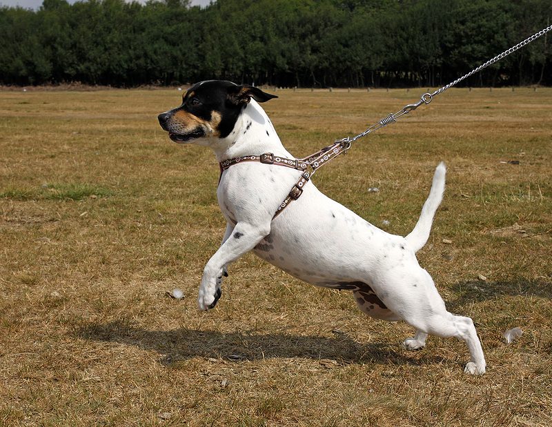 How to Teach your Dog to Walk on Leash