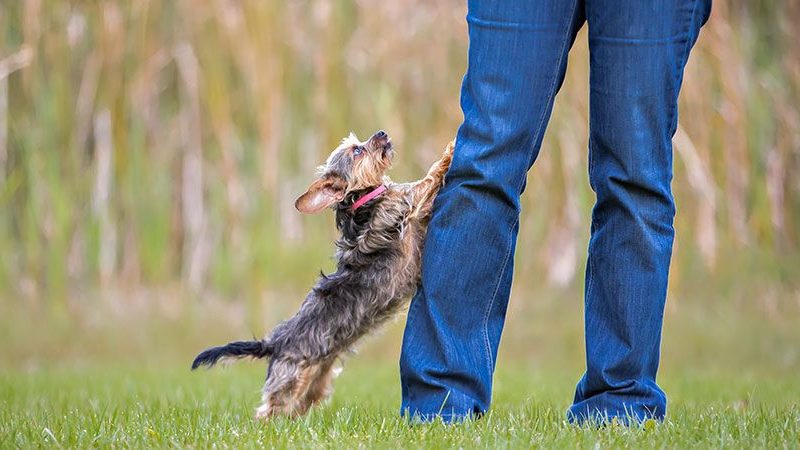 How To Teach Your Dog To Greet Visitors Calmly!