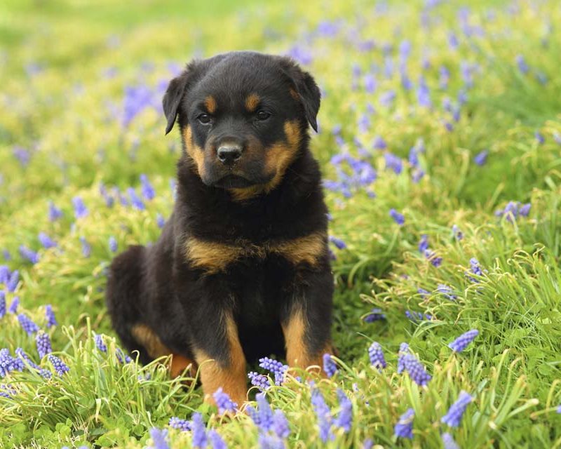 The Internet is Melting Over The Cutest Rottweiler Puppies Of All Time