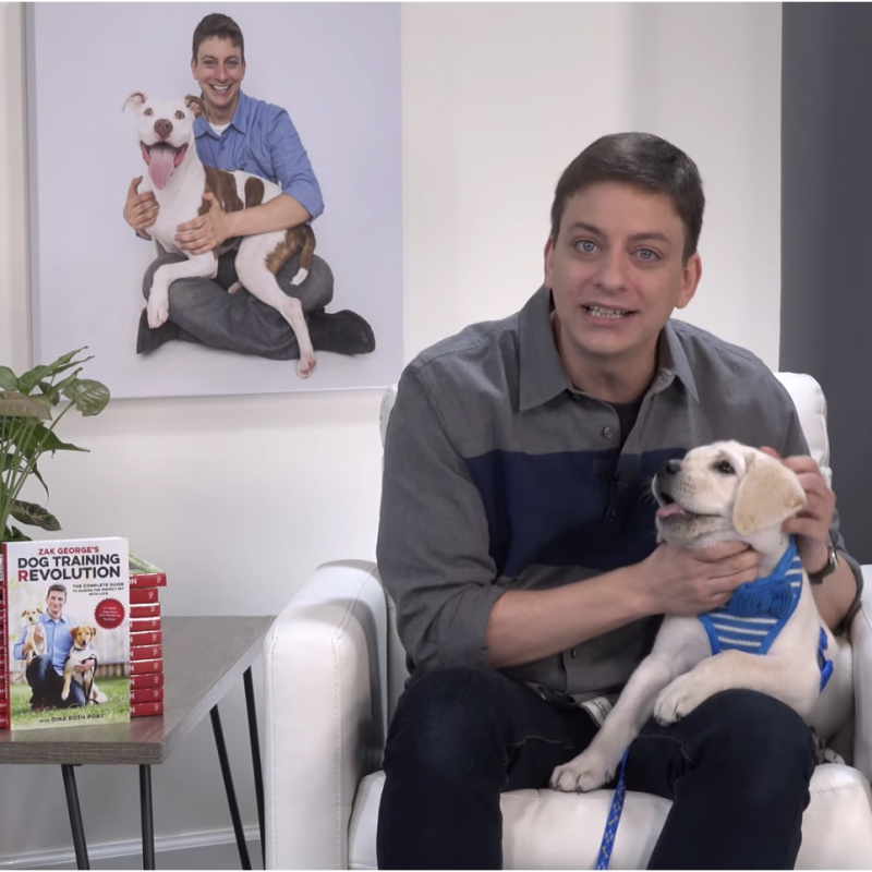 When Should you Start Training your Dog?
