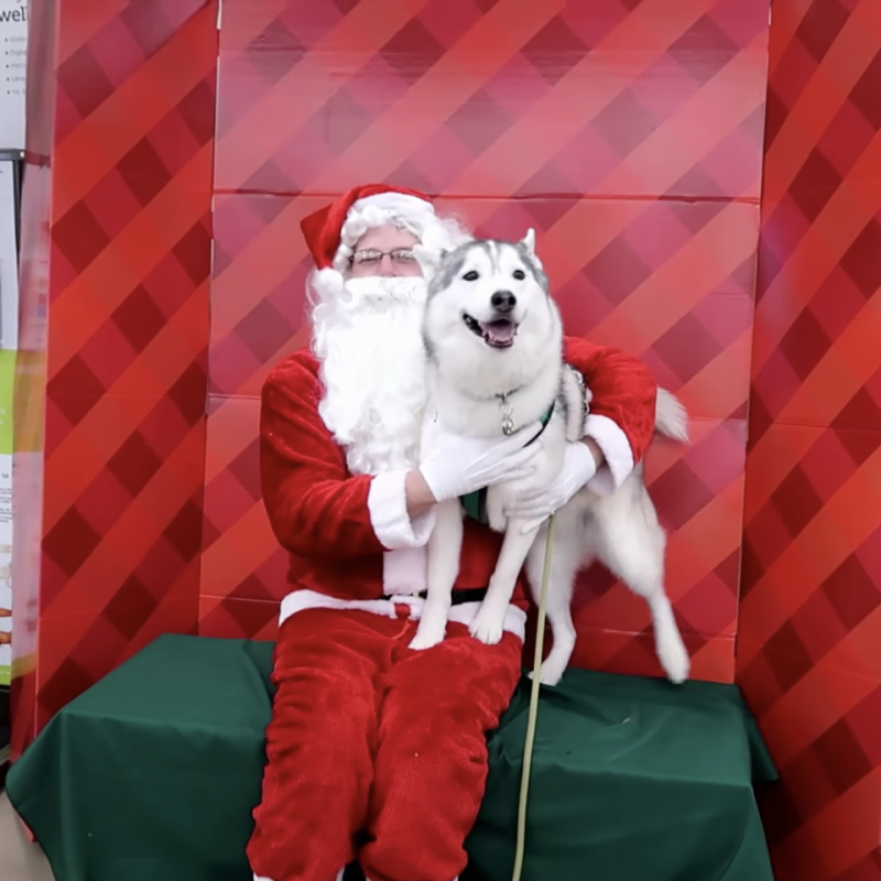 Watch: Memphis The Husky Meets Santa, The Internet is Melting