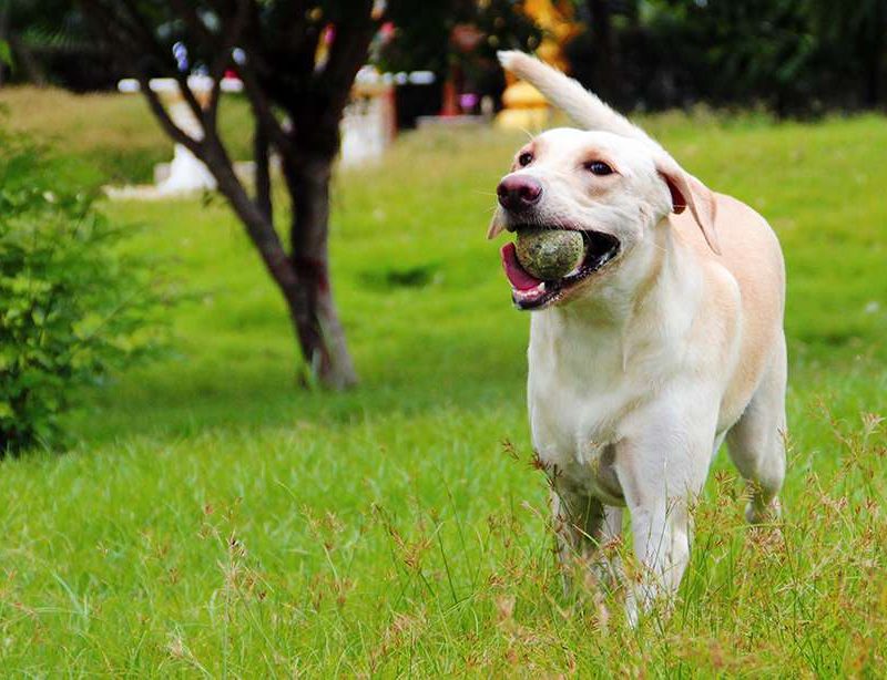 How To Teach Your Dog To FETCH Perfectly!
