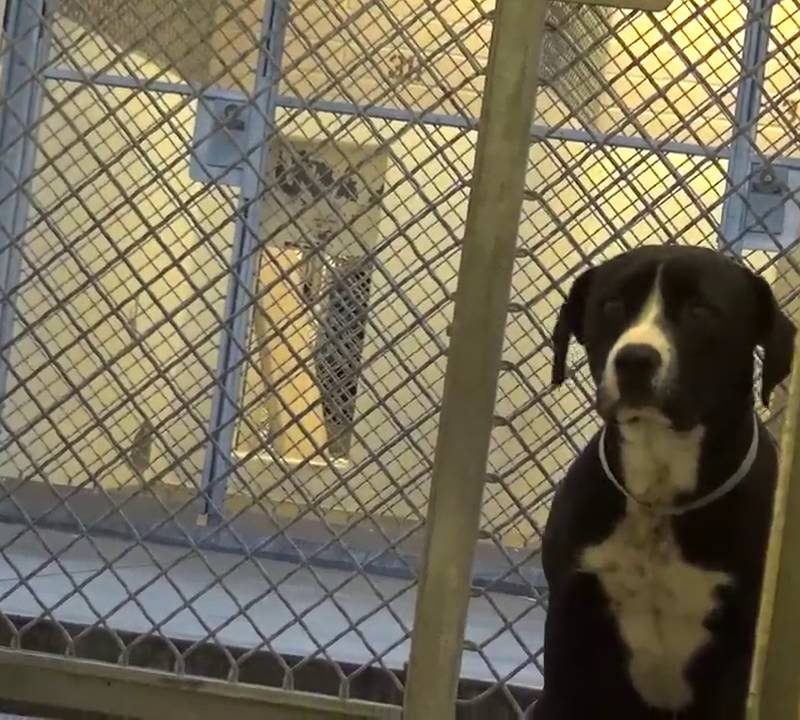 Adorable Dogs Reaction To Being Adopted Is Melting The Internet
